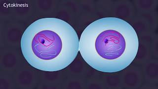 Mitosis and the Cell Cycle Animation [upl. by Aleyak]