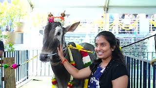 HALLIKAR BULLS  HALLIKARARA SAMAVESHA  2024 [upl. by Hairahcez]