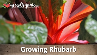 How to Grow Organic Rhubarb [upl. by Enialb]