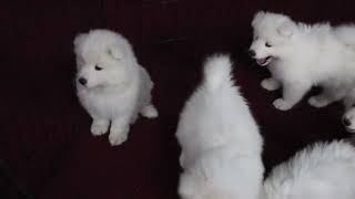 Samoyed Puppies For Sale [upl. by Lletnahc]