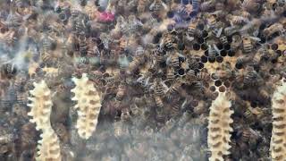 Observation Beehive at an Amish General Store [upl. by Forbes581]