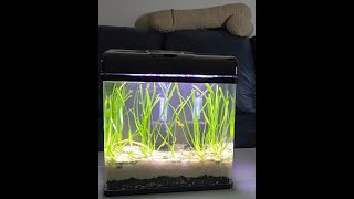 New 5 Gallon Guppy Breeding tank full of baby Guppies Watch them be so Cute [upl. by Donaugh]