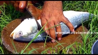 PULASA FISH  TASTIEST FISH RECIPE ALL AROUND THE WORLD  ILISH FISH CATCHING [upl. by Gwennie9]