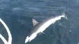 Hammerhead Shark Fishing Long Island NY [upl. by Borszcz345]