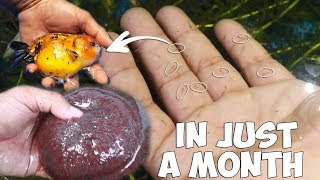 SECRET REVEALED ON HOW TO GROW YOUR FISH FASTER [upl. by Jueta]