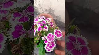 Winter flower plants garden flowers ytshorts [upl. by Huskey464]