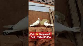 High flyer pair 💥 Nagercoil 📌unlimited nagercoilpigeons shorts kabootar pigeon bird [upl. by Elatnahs]