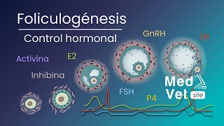 Endocrinología de la Foliculogénesis En Bovinos [upl. by Jurgen51]