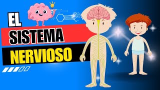 El sistema nervioso Sus componentes  Función e importancia Video educativo para niños [upl. by Iand]