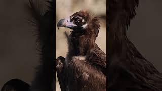 Cinereous Vulture birdspecies shortvideo [upl. by Alliuqa]