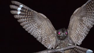 Lelek kozodój Ziegenmelker Eurasian Nightjar Обыкновенный козодой Caprimulgus europaeus cal [upl. by Htinek]