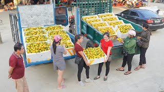 Buy Many Tangerines From My FarmĐao and Use Trucks To Transport And Sell To People [upl. by Alana]