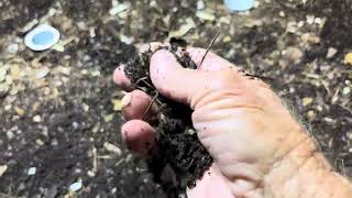 Vermiculture Worm Farm Questions amp Answers about Vermicompost and Worm Bins PawpawSammyAlyBug [upl. by Theurer209]