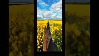 ☀️🐴 horse equine equestrian riding feild flowers yellowflowers beautiful [upl. by Nine]