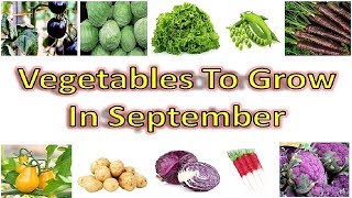 Vegetables To Grow In SEPTEMBER  Vegetables to sow in September [upl. by Kralc]