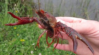 Trapping and Cooking Invasive Red Swamp Crayfish in the Pacific Northwest [upl. by Licha148]