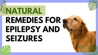 Natural remedies for epilepsy and seizures in dogs [upl. by Cheston659]