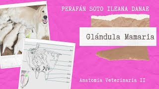 Glándula mamaria Anatomía Veterinaria II 👩🏻‍⚕️✨ [upl. by Volkan]