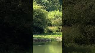 Lapwings inside forest forest odisha birds [upl. by Chastain]