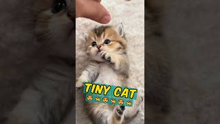 🐈 TINY CAT ARE THE BEST 🐈 The Munchkin Cat Breed [upl. by Ttekcirc]