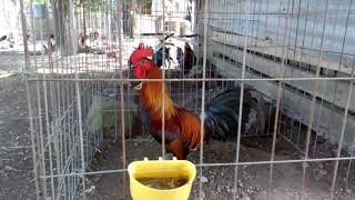 Gallos finos en venta [upl. by Reifel635]