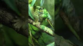 TINY MARMOSETS HAS THE BIGGEST PERSONALITY  MUST WATCH marmoset phikphikmykitty [upl. by Ceciley]