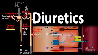 Diuretics  Mechanism of Action of Different Classes of Diuretics Animation [upl. by Rosalee]