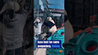 Lingyan si panda aktif shortsvideo [upl. by Anitsahs]