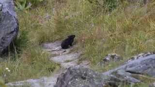 Alpine pika  Алтайская пищуха  Ochotona alpina [upl. by Sila637]