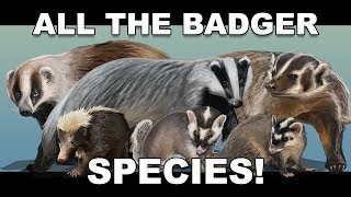 All the Badger species [upl. by Neelhtak]