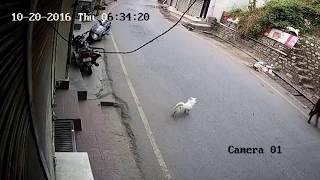 Leopard picks up dog in Himalayan town [upl. by Arim]