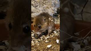 Zwergmaus beim fressen 🐭 Zoo Erfurt [upl. by Aramaj]