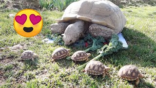 Baby Tortoises Meet Their Mom For the First Time [upl. by Elletnuahc]