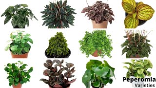 41 Stunning Peperomia Varieties You Will Love Best Peperomia Types Peperomia Varieties amp Names [upl. by Rramal]