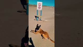 Ich ziehe die Badehose beim FKK Strand aus Mit Hund FKK spannen [upl. by Ahcirt717]