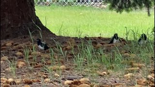 Baby Magpies 🐦 [upl. by Behlke]