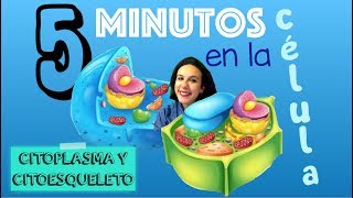 El Citoplasma y el citoesqueleto  5 minutos en la célula BioESOsfera [upl. by Kcirttap]