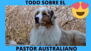 ❤️PERRO PASTOR AUSTRALIANO  Características y Origen❤️ [upl. by Hulen785]