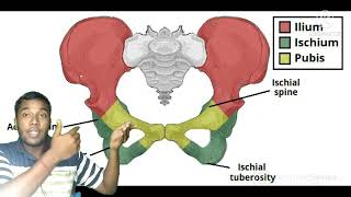 Anatomy of Hip bone innominate bonepelvis boneiliumischiumpubis  full Discuss\\Very easy💪💪 [upl. by Ainirtac]