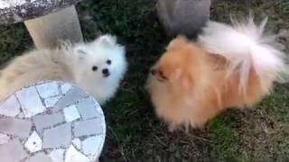 2 Volpini di Pomerania pazzi per il gioco [upl. by Anayet]