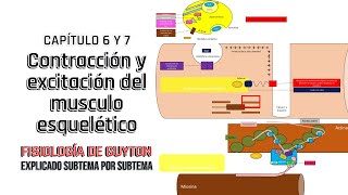 CAP 6 y 7 resumen Contracción y excitación del musculo esquelético l Fisiología de Guyton [upl. by Bendicty]