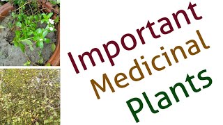 Two important medicinal plants Stevia and Guggul  Latest upload 2018 [upl. by Gonzalez185]