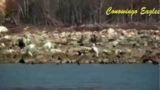 Conowingo Eagles  HD Video [upl. by Marks]