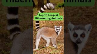 Top 10 Longest Hibernating Animals [upl. by Dane]