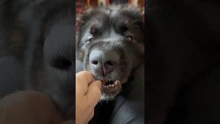 leonberger puppy loves food [upl. by Etterual59]