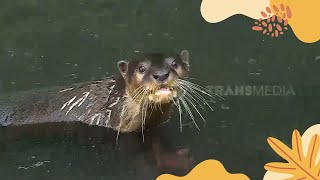 Kisah Keluarga Otter Yang Beringas  SI OTAN 220822 [upl. by Desberg]