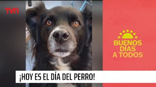 ¡Hoy es el día del perro  Buenos días a todos [upl. by Audre745]