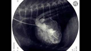 Tetralogy of Fallot in dog XRAY fluoroscopic examination [upl. by Mohsen949]