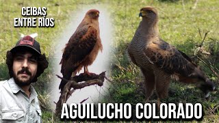 Aguilucho colorado 4K Buteogallus meridionalis Savanna hawk Águila Colorada Gavilán Sabanero [upl. by Gwendolen]