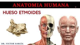 Hueso Etmoides  Anatomía Humana en Odontología [upl. by Domingo]